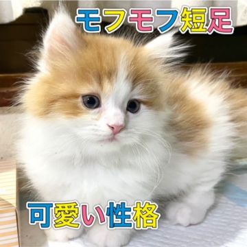 ミヌエット【愛知県・男の子・2020年9月26日・レッドタビ&ホワイト】の写真「綺麗なハチワレの男の子♪短足♪」