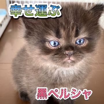 ペルシャ【愛知県・女の子・2020年9月8日・クラックスモーク】の写真「まん丸な瞳が愛らしい女の子♪」
