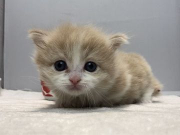 マンチカン(短足)【愛知県・男の子・2019年1月12日・クリーム&ホワイト】の写真「短足♪3月17日（日）までの期間限定募集♪」