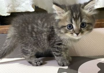 ペルシャ【愛知県・男の子・2021年5月15日・チンチラゴールデン】の写真「最後のペルシャの子猫兄妹！」