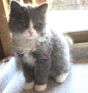 マンチカン(長足)【愛知県・女の子・2019年12月30日・ブルータビ&ホワイト】の写真「丸顔、クリクリ目の可愛い女の子🎶」