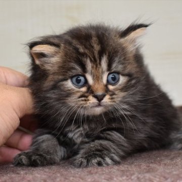 サイベリアン【愛知県・男の子・2023年7月24日・ブラウンタビー】の写真「ブラウン系、サイベリアン！」
