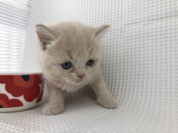 マンチカン(長足)【愛知県・男の子・2019年2月21日・クリーム&ホワイト】の写真「長足♪4月28日（日）までの期間限定募集♪」