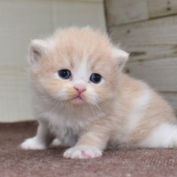 サイベリアン【愛知県・女の子・2023年6月6日・クリームタビーホワイト】の写真「メス4姉妹♪お気に入りの子を見つけてください」