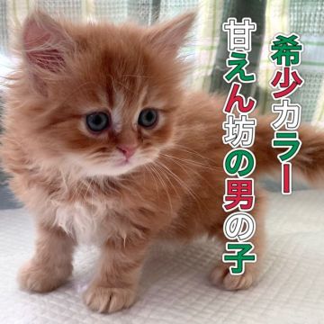 ペルシャ【愛知県・男の子・2020年10月7日・レッドタビ】の写真「希少なカラーの男の子♪」