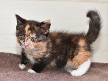 ミヌエット【愛知県・女の子・2020年5月27日・キャリコ】の写真「短足♪7月19日（日）までの期間限定募集♪」