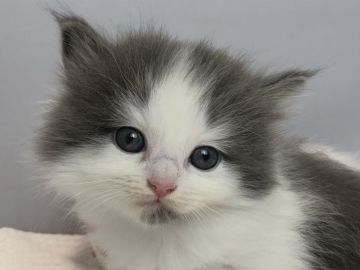 マンチカン(長足)【愛知県・女の子・2019年9月1日・ブルー&ホワイト】の写真「長足♪11月3日（日）までの期間限定募集♪」