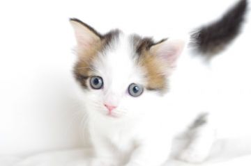マンチカン【愛知県・男の子・2017年6月3日・ブラウンタビーホワイトバン（短毛）】の写真「短足です♪7月23日（日）までの期間限定募集♪」