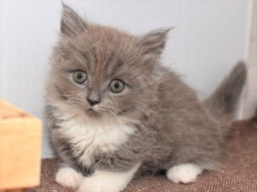 ミヌエット【愛知県・女の子・2020年5月1日・ブルータビーホワイト（長毛）】の写真「短足ちゃん♪6月21日（日）までの期間限定募集♪」