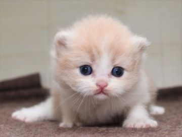 サイベリアン【愛知県・女の子・2022年4月6日・クリームタビーホワイト】の写真「☆6月5日（日）までの期間限定募集です」