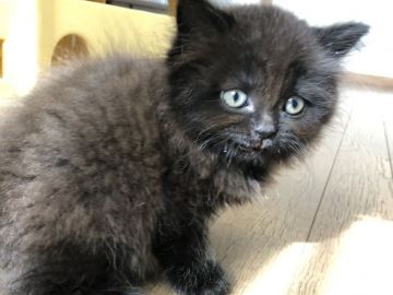 マンチカン(長足)【愛知県・男の子・2019年12月30日・ブラック】の写真「全身黒褐色(メラニズム)のかっこいい男の子🎶」