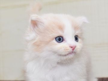 サイベリアン【愛知県・男の子・2021年7月31日・クリームタビーホワイト】の写真「☆9月26日（日）までの期間限定募集です」