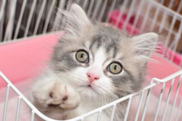 ミヌエット【愛知県・男の子・2020年5月1日・ブルータビーホワイト（長毛）】の写真「短足♪期間限定募集♪」