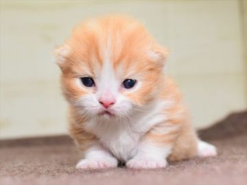 サイベリアン【愛知県・男の子・2021年2月10日・レッドタビーホワイト】の写真「☆4月4日（日）までの期間限定募集」