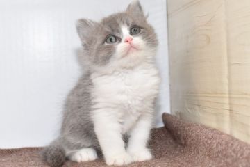 ミヌエット【愛知県・男の子・2020年5月1日・ブルータビーホワイト（長毛）】の写真「長足♪期間限定募集♪」