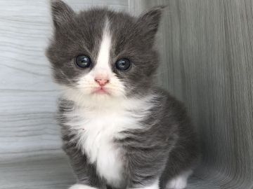 マンチカン(短足)【愛知県・女の子・2019年9月27日・ブルー&ホワイト】の写真「短足♪12月1日（日）までの期間限定募集♪」