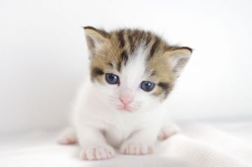 マンチカン(短足)【愛知県・男の子・2018年1月27日・シルバータビーホワイト（短毛）】の写真「短足♪3月25日（日）までの期間限定募集♪」