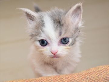 ミヌエット【愛知県・男の子・2020年6月7日・ブルータビーホワイト】の写真「おチビで短足♪8/2までの期間限定募集♪」