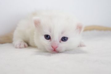 マンチカン【愛知県・女の子・2017年5月11日・クリームホワイト】の写真「短足です♪6月下旬までの期間限定募集♪」