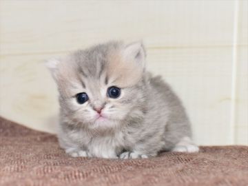 ミヌエット【愛知県・女の子・2020年10月17日・シルバータビー】の写真「短足♪12月6日（日）までの期間限定募集♪」