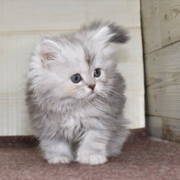 サイベリアン【愛知県・女の子・2023年5月8日・シルバータビー】の写真「上品なシルバー系のサイベリアンになりました♪」