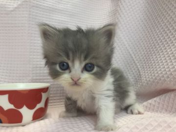 マンチカン(長足)【愛知県・男の子・2019年3月8日・ブルータビ&ホワイト】の写真「長足♪5月19日（日）までの期間限定募集♪」