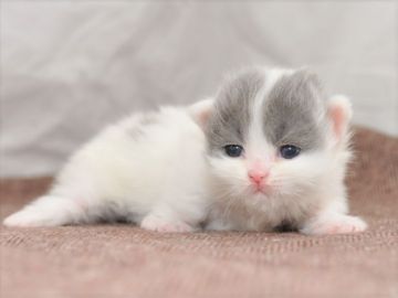 ミヌエット【愛知県・女の子・2020年3月31日・ブルーホワイト（長毛）】の写真「短足です♪5月24日（日）までの期間限定募集♪」