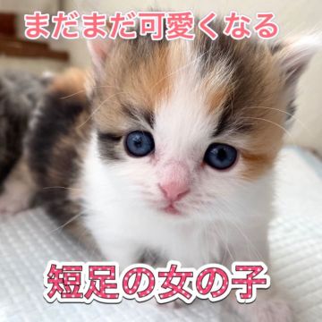 ミヌエット【愛知県・女の子・2020年9月26日・キャリコ】の写真「人気のブルー系の短足女の子♪」