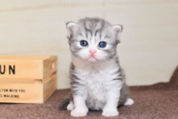 ミヌエット【愛知県・女の子・2020年6月7日・ブルータビーホワイト】の写真「長足♪8/2までの期間限定募集♪」