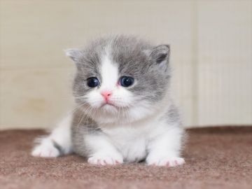 ミヌエット【愛知県・男の子・2020年10月4日・ブルーホワイト】の写真「短足♪11月29日（日）までの期間限定募集♪」