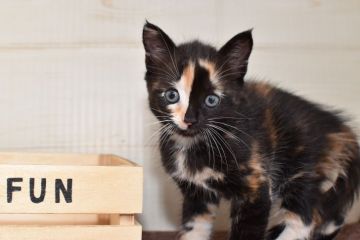 ミヌエット【愛知県・女の子・2020年5月27日・トーティ】の写真「個性派の長足♪7月19日（日）までの期間限定募集♪」