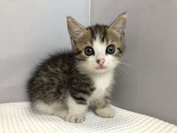 マンチカン(短足)【愛知県・男の子・2019年8月9日・ブラウンタビ&ホワイト】の写真「短足♪10月13日（日）までの期間限定募集♪」