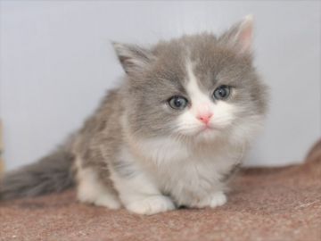 ミヌエット【愛知県・女の子・2020年3月31日・ブルーホワイト（長毛）】の写真「ぱっちり瞳の美人短足♪5/24（日）迄の期間限定♪」