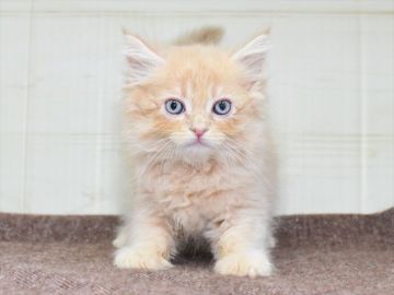 サイベリアン【愛知県・男の子・2021年11月7日・クリームタビー】の写真「1/9（日）までの期間限定募集です」