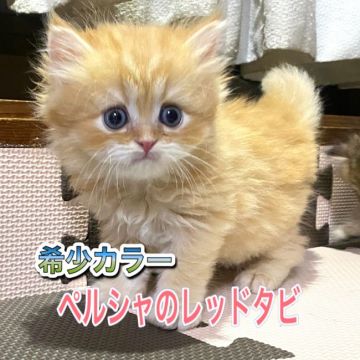 ペルシャ【愛知県・男の子・2021年5月10日・レッドタビ】の写真「ペルシャでは、希少カラーのレッドタビ🎶」