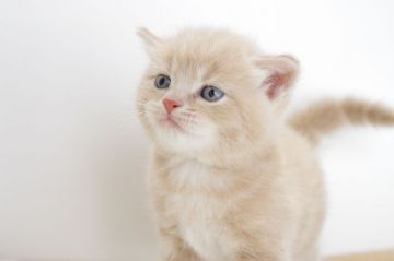 アメリカンショートヘア【愛知県・男の子・2017年6月1日・クリームタビー】の写真「7月23日（日）までの期間限定募集♪」