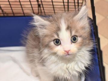 サイベリアン【愛知県・男の子・2020年11月27日・シルバータビーホワイト（ロング）】の写真「ブルーのハチワレ君☆1月24日（日）迄の期間限定♪」