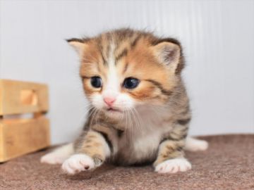 ミヌエット【愛知県・男の子・2020年5月17日・ブラウンタビーホワイト】の写真「長足♪7月12日（日）までの期間限定募集♪」