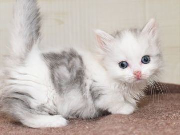 ミヌエット【愛知県・男の子・2020年10月17日・シルバータビーホワイト（ロングヘアー）】の写真「短足♪12月6日（日）までの期間限定募集♪」