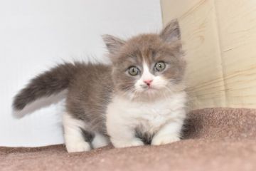 ミヌエット【愛知県・男の子・2020年5月1日・ブルータビーホワイト（長毛）】の写真「短足♪期間限定募集♪」