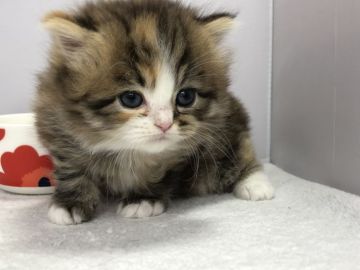 ミヌエット【愛知県・女の子・2019年2月5日・ブラウンパッチドタビ】の写真「長足♪4月7日（日）までの期間限定募集♪」