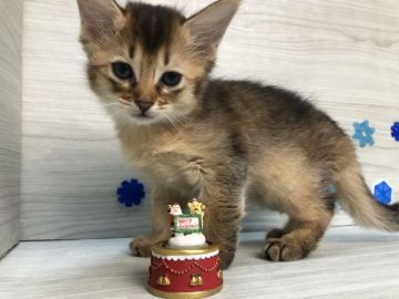 ソマリ【愛知県・女の子・2019年10月19日・レッド】の写真「短足♪12月29日（日）までの期間限定募集♪」