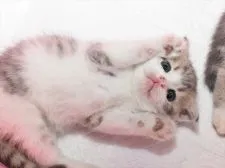 スコティッシュフォールド(折れ耳)【愛知県・男の子・2020年9月19日・シルバータビーホワイト】の写真1「10/21撮影」