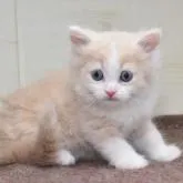 ミヌエット(長足)【愛知県・男の子・2023年1月12日・クリームタビーホワイト】の写真1「3/1撮影」