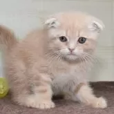 スコティッシュフォールド(折れ耳)【愛知県・男の子・2024年4月3日・クリームタビーホワイト】の写真1