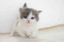 マンチカン【愛知県・男の子・2017年4月29日・ブルータビーホワイト】の写真1「5月31日撮影」