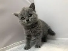 ブリティッシュショートヘア【愛知県・女の子・2018年11月30日・ブルー】の写真1「1月10日撮影」