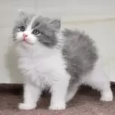 スコティッシュフォールド(立ち耳)【愛知県・男の子・2024年2月28日・ブルータビーホワイト】の写真1