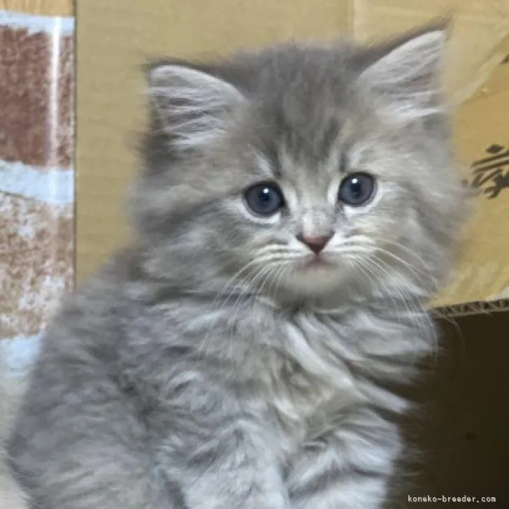 ID：2212-01247の子猫