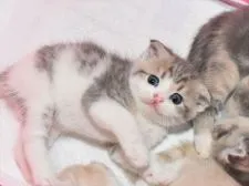 スコティッシュフォールド(折れ耳)【愛知県・男の子・2020年9月19日・シルバータビーホワイト】の写真2